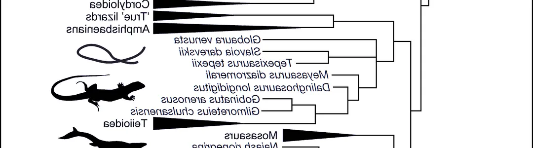 Evolution of a Snake