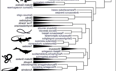 Evolution of a Snake