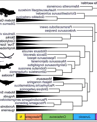 Evolution of a Snake: The Showgirl Experience