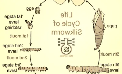 Silkworm